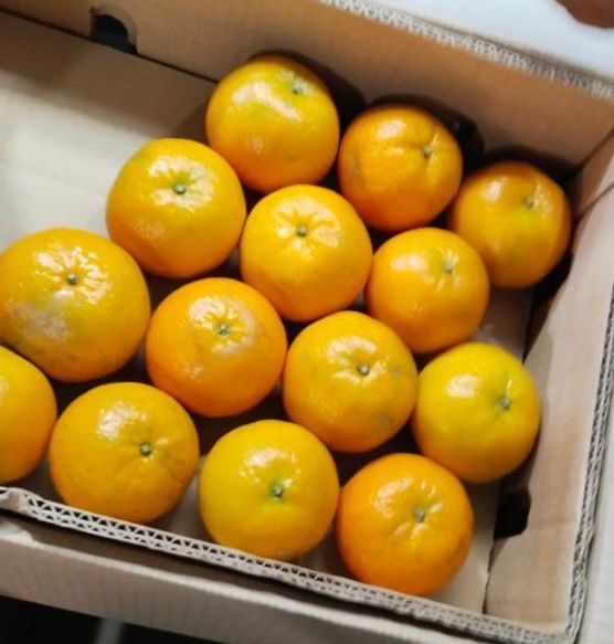 Export Quality Kinows Premium Quality (10Kg)