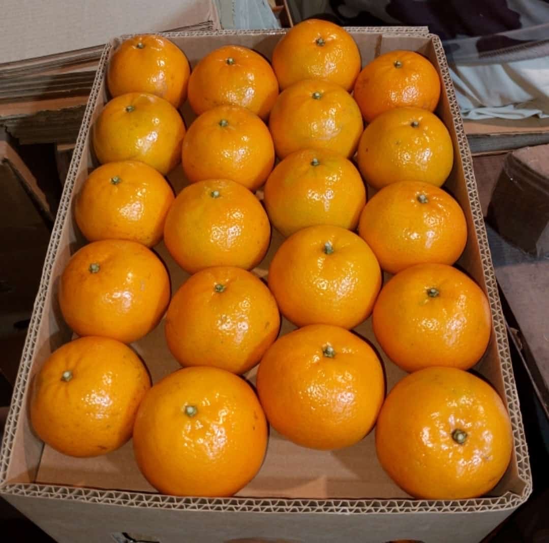 Export Quality Kinows Premium Quality (10Kg)