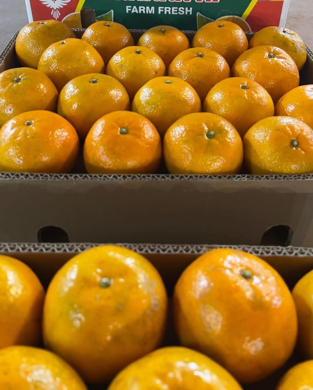 Export Quality Kinows Premium Quality (10Kg)