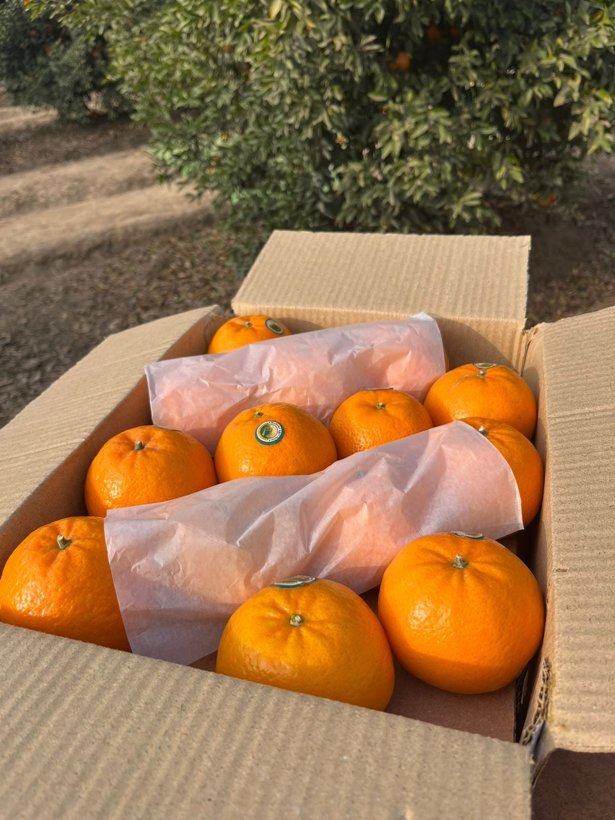 Export Quality Kinows Premium Quality (10Kg)