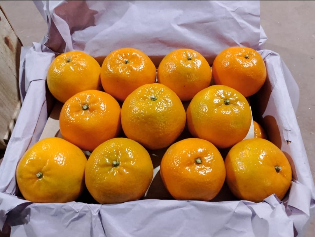 Export Quality Kinows Premium Quality (10Kg)