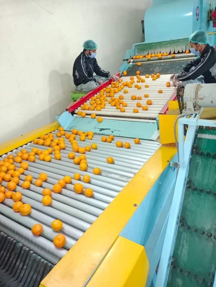 Export Quality Kinows Premium Quality (10Kg)